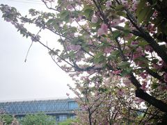 -嘉定紫藤园