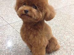 派多格宠物店(晋丰大厦店)-派多格宠物(鼓楼店)