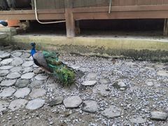 -广西壮族自治区药用植物园