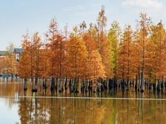 -白鹭湾湿地公园