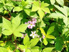 -铁山坪森林公园