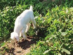 -田园东方蜜桃村的田野营地