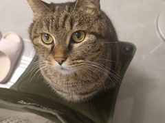 -北京观赏动物医院·24小时大型综合·猫专科·异宠专科