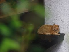 -COTTON CAFE(德信·中外公寓店)