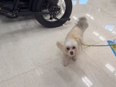 -帕帕拉兹宠物(亚洲旗舰店)