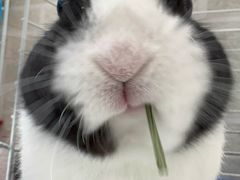 -北京观赏动物医院·24小时大型综合·猫专科·异宠专科