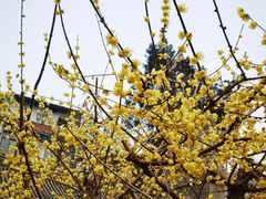 -西安化觉巷清真大寺