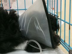 -瑞派康怡24h宠物医院·犬猫医疗中心·微创绝育(瑞景分院)