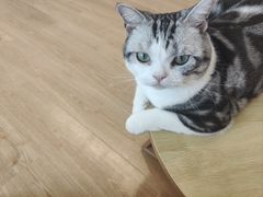 -有喵·猫咖·狗咖·30几只猫10只小狗(岗厦店)