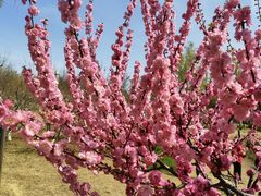 -永定河休闲森林公园