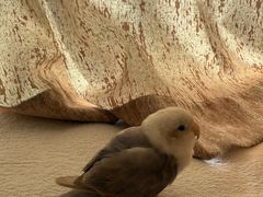 -爱侣宠医·鹦鹉专科·小型哺乳类·异宠专科(灵石路店)