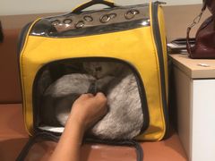 -瑞派动物医院·猫专科·至诚(江南中分院)