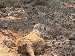 -秦皇岛野生动物园