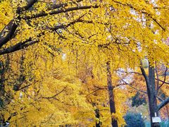 -四川大学(华西校区)