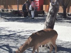 -鹿境梅花鹿生态园区