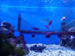 -太平洋海底世界