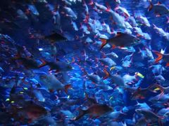 -成都浩海立方海洋公园