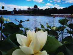 -莲花池公园