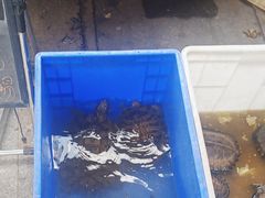 -中环花鸟鱼虫市场