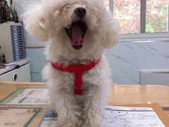 -伟伟宠物医院·CT影像中心·瑞派犬猫综合性门诊(汉口总院)