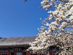 -颐和园