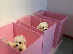 -翊宠yipet猫狗购宠庄园犬舍•猫舍