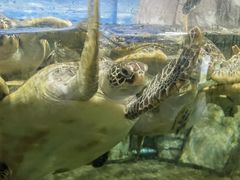 -福州罗源湾海洋世界旅游区