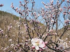 -北京鹫峰国家森林公园