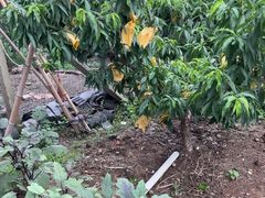 -老袁家蜜桃农场·阳山水蜜桃