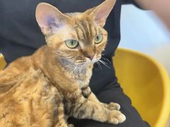 -有喵·猫咖·狗咖·40+猫狗有小奶狗(岗厦店)