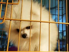 -爱侣宠医·鹦鹉专科·小型哺乳类·异宠专科(灵石路店)