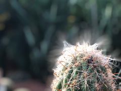 -呀路古热带植物园