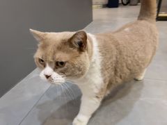 -伟伟宠物医院·CT影像中心·瑞派犬猫综合性门诊(汉口总院)