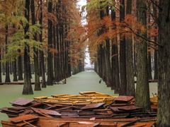 -渌洋湖湿地公园