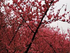 -白塘生态植物园