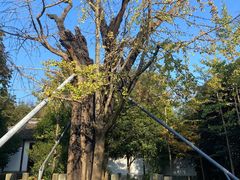 -上海佘山国家森林公园天马山园