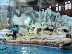 -帝企鹅自助餐厅•儿童岛•真企鹅(长隆企鹅酒店)