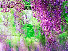 -嘉定紫藤园