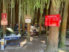 -武陵山森林公园