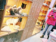 -喵百万·布偶·蓝金金渐层英短·猫舍(百子湾店)