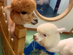 -藦茜花园宠物主题亲子互动体验馆(国顺东路店)