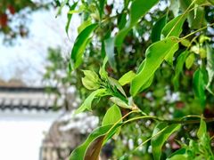 -日出青木