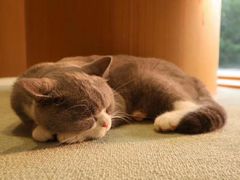 -CAT’S MEWSTAR CAFE·喵星球猫屋(晴湾咖啡店)