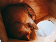 -东方名猫馆·英短金渐层布偶猫舍(环线广场1号楼店)