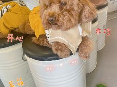 -Tim炒酸奶