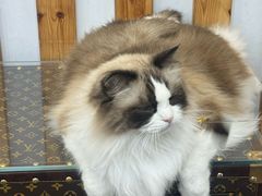 -青奢宠物·青奢猫舍