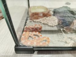 -Moni星球萌宠·小马宝莉·灵蛇·高端高阶全萌宠互动体验俱乐部(红豆国际广场店)