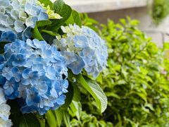 -自由生长植物工作室(深港花卉中心店)