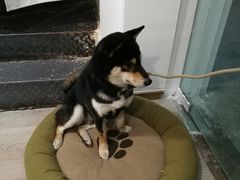 -柴迷FANS CLUB·柴犬狗咖·猫咖