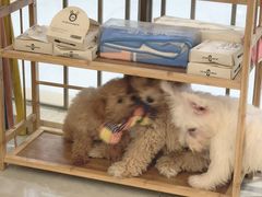 -柴犬小屋·柴餐厅·狗咖食堂(金鼎广场店)